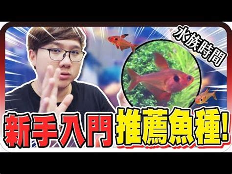 小型招財魚|新手必看：5種易養魚種